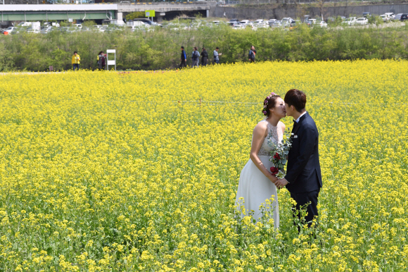 대구 북구 노곡동 하중도 유채꽃단지에서 신혼부부가 웨딩촬영을 하고 있다.  도준석 기자 pado@seoul.co.kr