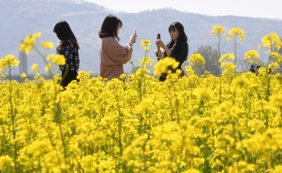 대구 북구 노곡동 하중도 유채꽃단지를 찾은 학생들이 즐거운 시간을 보내고 있다.  도준석 기자 pado@seoul.co.kr