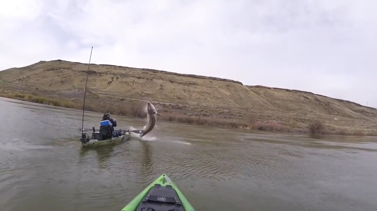 미국 스네이크 강 위로 솟구치는 철갑상어 모습(유튜브 영상 캡처)