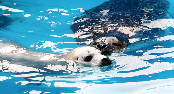 서울대공원이 동물원 해양관에서 천연기념물 점박이물범이 태어나 건강한 생활을 하고 있다고 13일 전했다. 사진은 지난달에 태어난 아기 점박이물범.  서울대공원 제공=연합뉴스