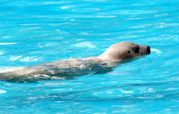 서울대공원이 동물원 해양관에서 천연기념물 점박이물범이 태어나 건강한 생활을 하고 있다고 13일 전했다. 사진은 지난달에 태어난 아기 점박이물범.  서울대공원 제공=연합뉴스