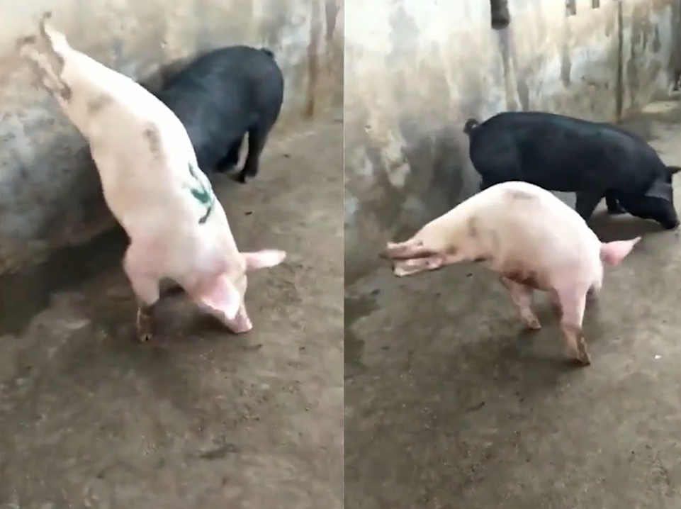 뒷다리 모두 기형인 돼지 한 마리가 앞쪽 두 다리로 걷는 안타까운 모습(유튜브 영상 캡처)