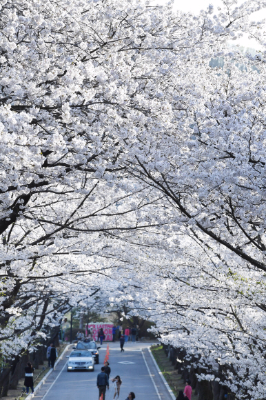 경기 용인시 처인구 호암미술관 앞길에 벚꽃이 만개해 있다.