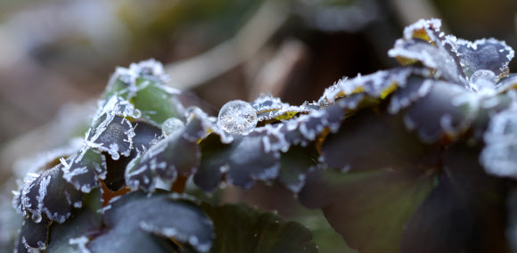 대관령에 핀 얼음방울 꽃