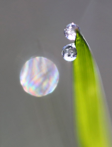 계절 역주행 대관령의 선물