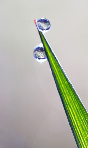 계절 역주행 대관령의 선물