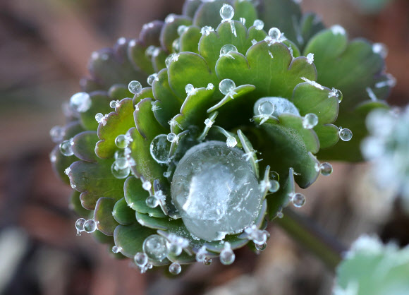 꽃대신 핀 얼음 방울
