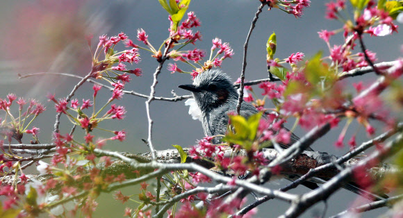 따뜻한 봄 날씨를 보인 17일 경남 함양군 백전면 50리 벚꽃길에서 직박구리 한 마리가 벚꽃이 떨어지고 불그스레한 꽃받침만 남은 나뭇가지에 앉아 한때를 보내고 있다.  경남 함양군 제공=연합뉴스