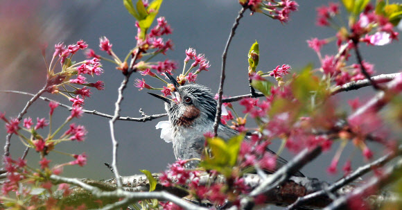 따뜻한 봄 날씨를 보인 17일 경남 함양군 백전면 50리 벚꽃길에서 직박구리 한 마리가 벚꽃이 떨어지고 불그스레한 꽃받침만 남은 나뭇가지에 앉아 한때를 보내고 있다.  경남 함양군 제공=연합뉴스