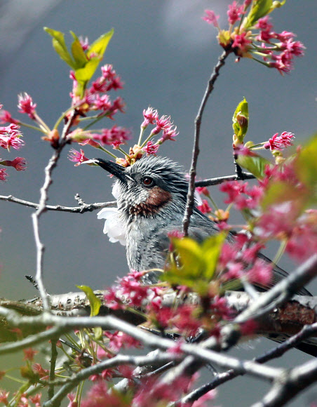 따뜻한 봄 날씨를 보인 17일 경남 함양군 백전면 50리 벚꽃길에서 직박구리 한 마리가 벚꽃이 떨어지고 불그스레한 꽃받침만 남은 나뭇가지에 앉아 한때를 보내고 있다.  경남 함양군 제공=연합뉴스