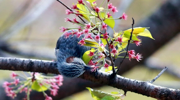 따뜻한 봄 날씨를 보인 17일 경남 함양군 백전면 50리 벚꽃길에서 직박구리 한 마리가 벚꽃이 떨어지고 불그스레한 꽃받침만 남은 나뭇가지에 앉아 한때를 보내고 있다.  경남 함양군 제공=연합뉴스