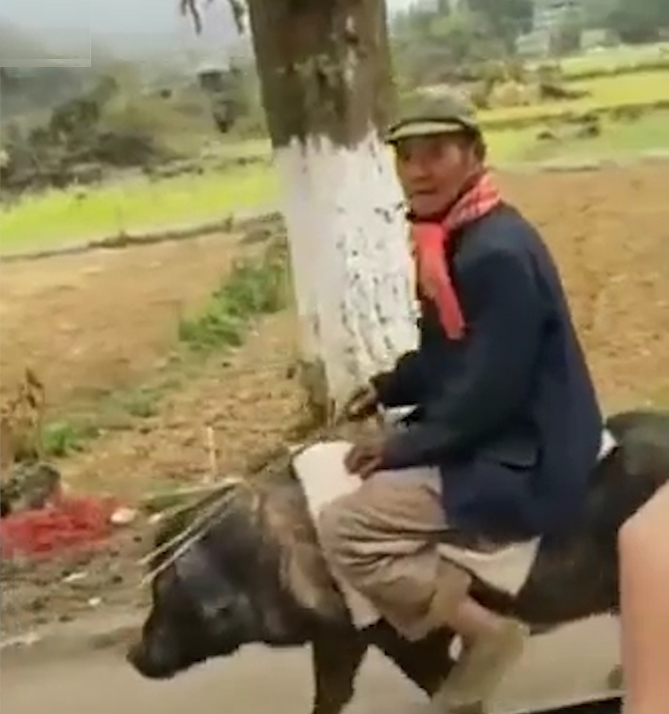 중국 한 시골길에서 돼지 등에 타고 이동하고 있는 노인 모습(유튜브 영상 캡처)