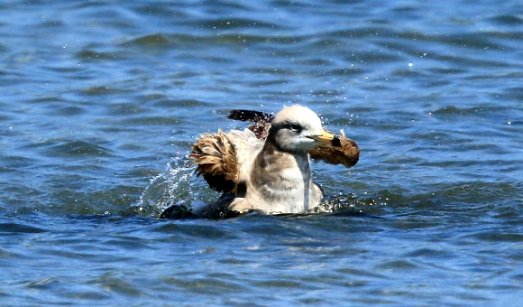 갈매기도 덥네 더워