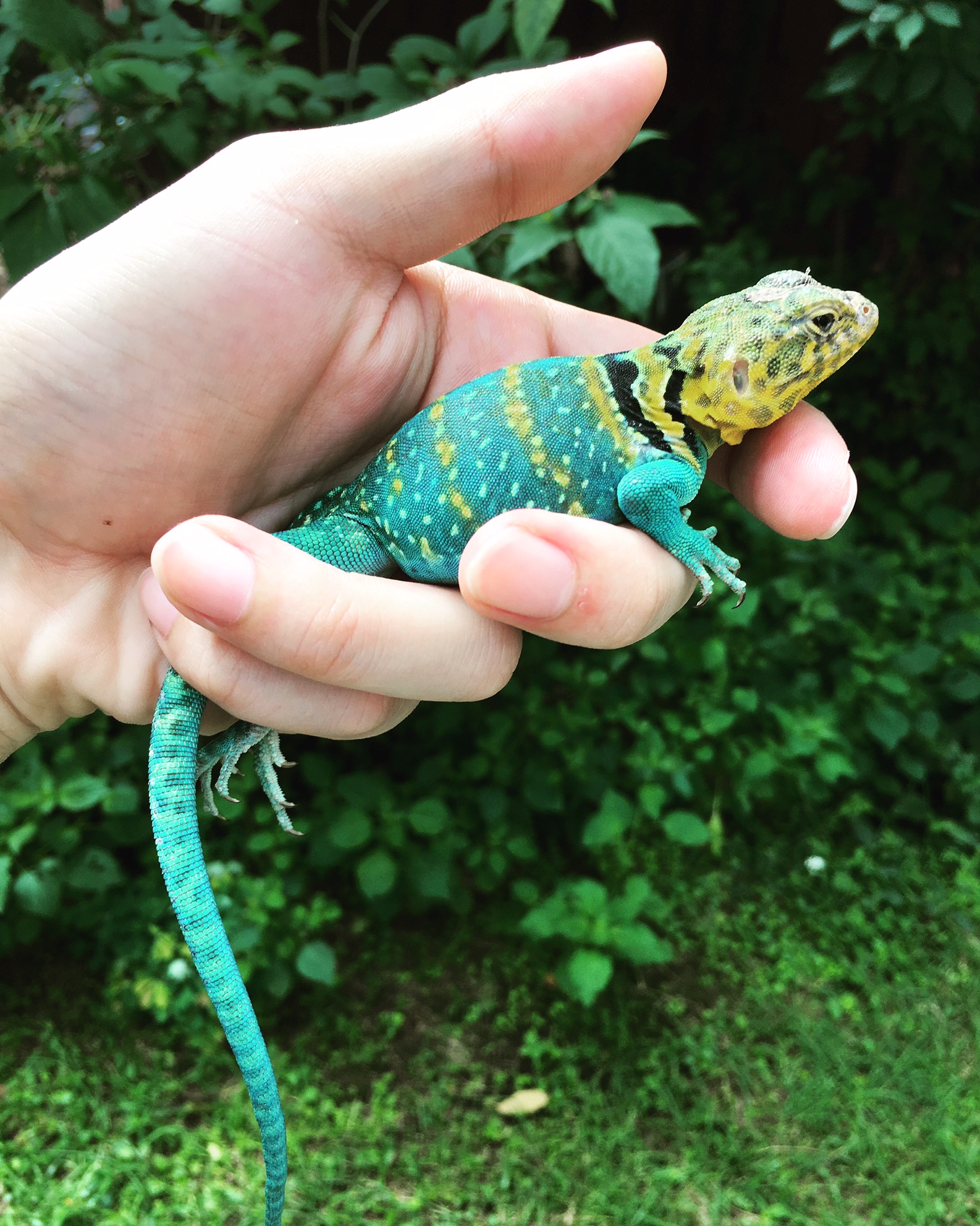 박종순씨가 키우는 이스턴 콜라드 리자드(Eastern Collared Lizard)