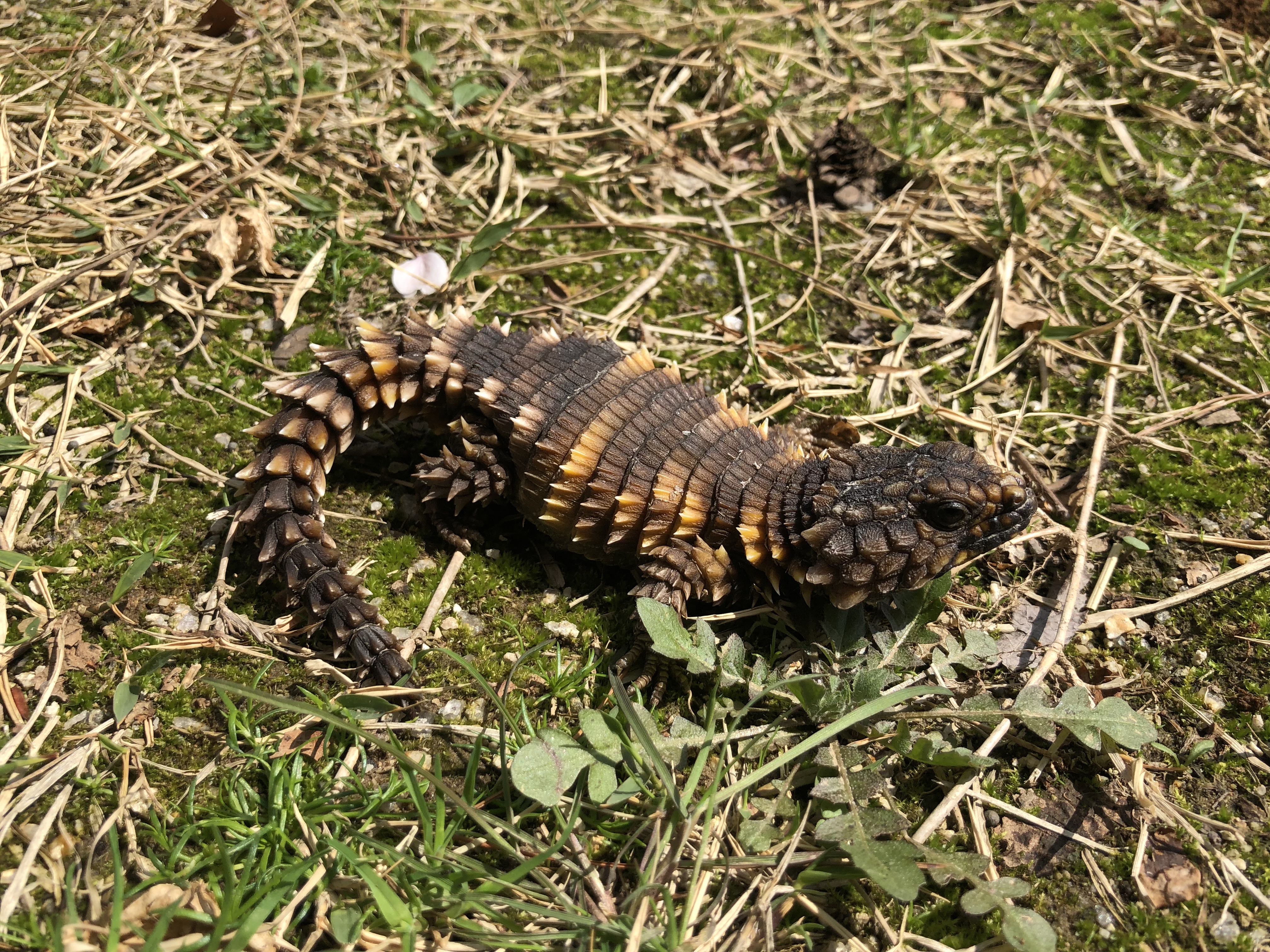 박종순씨가 사육하는 거들테일 아르마딜로 리자드(Armadillo Girdled Lizard) 모습