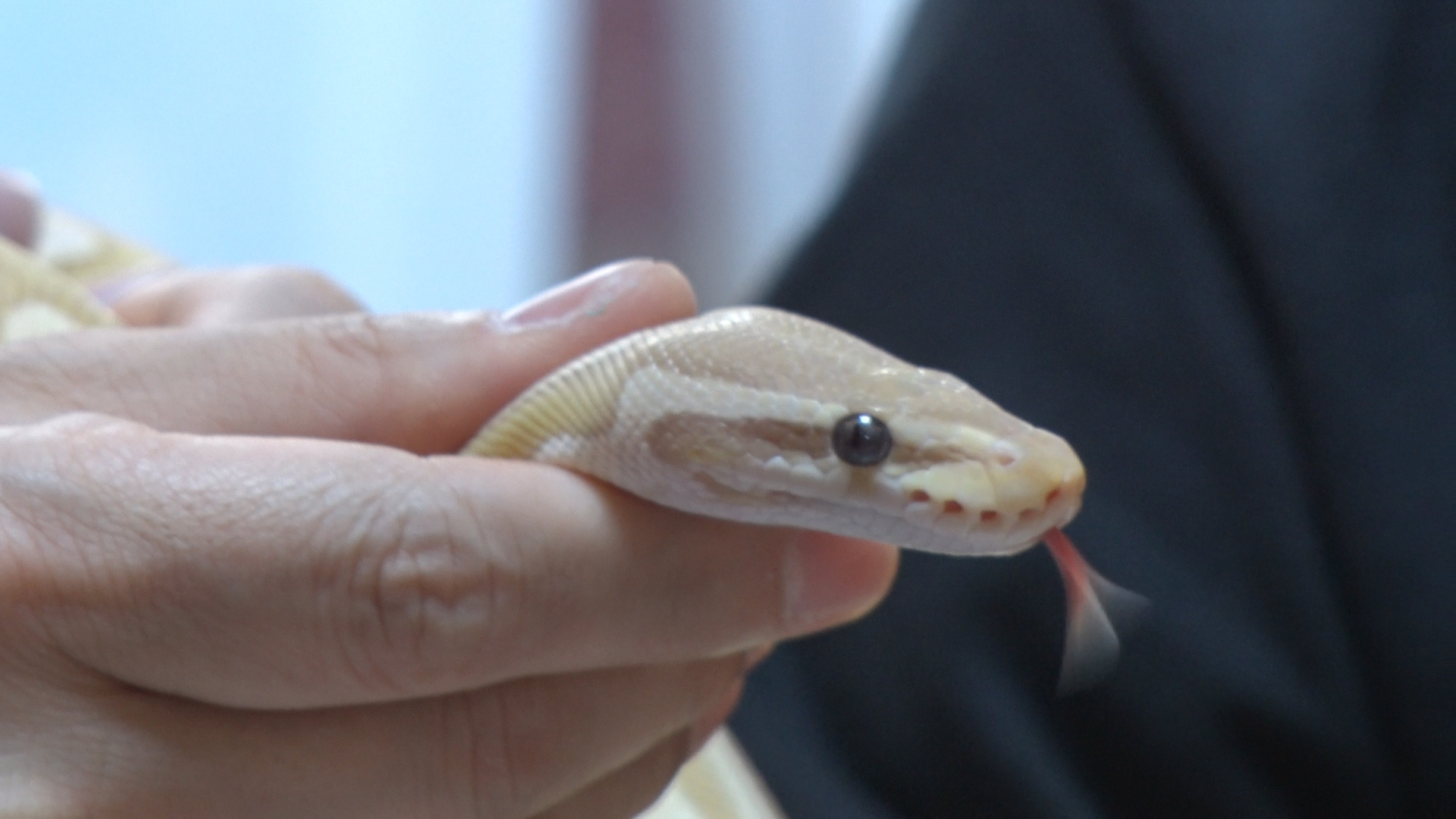 박종순씨가 키우는 뱀모습