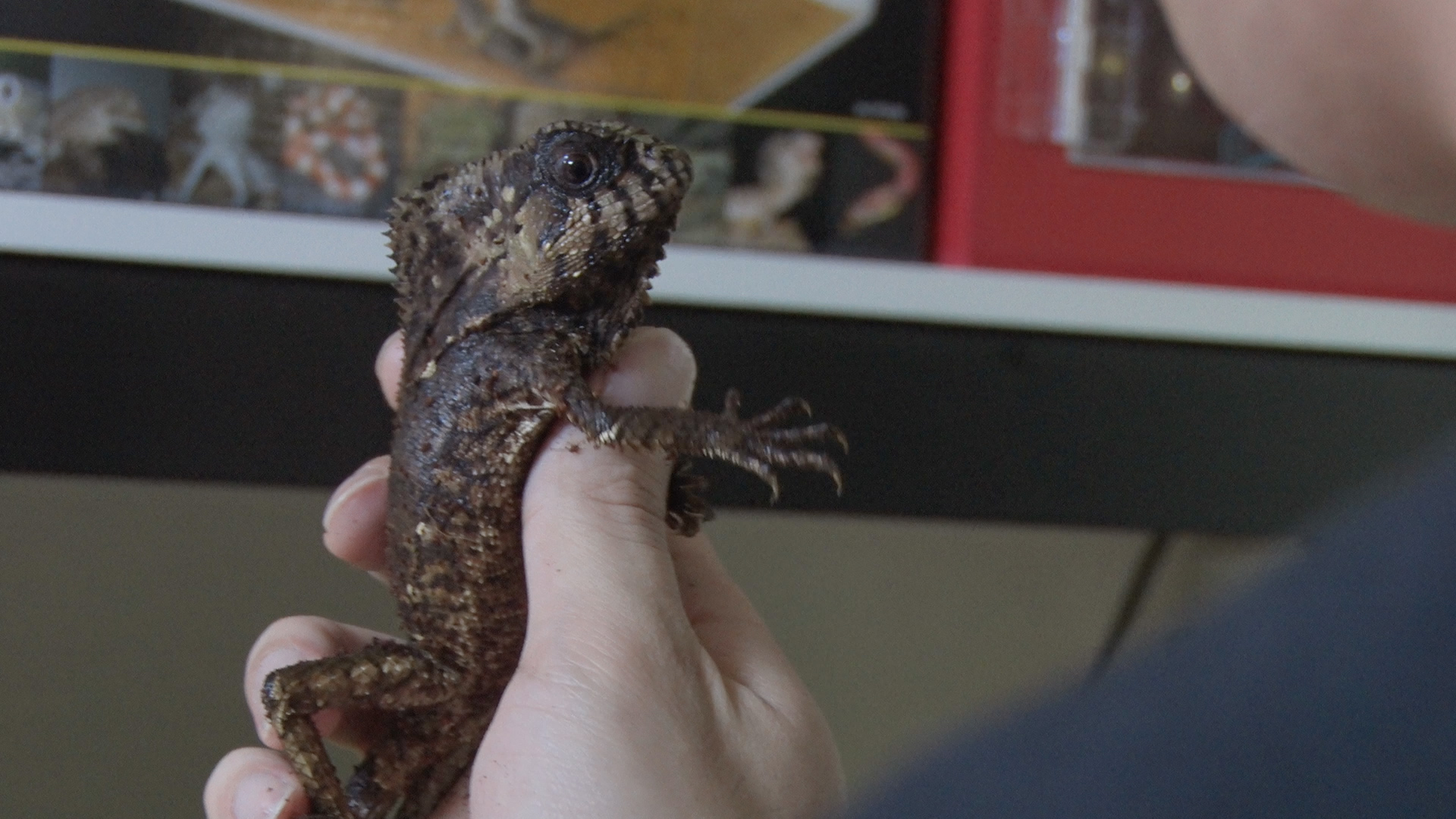 박종순씨가 키우는 도마뱀 모습