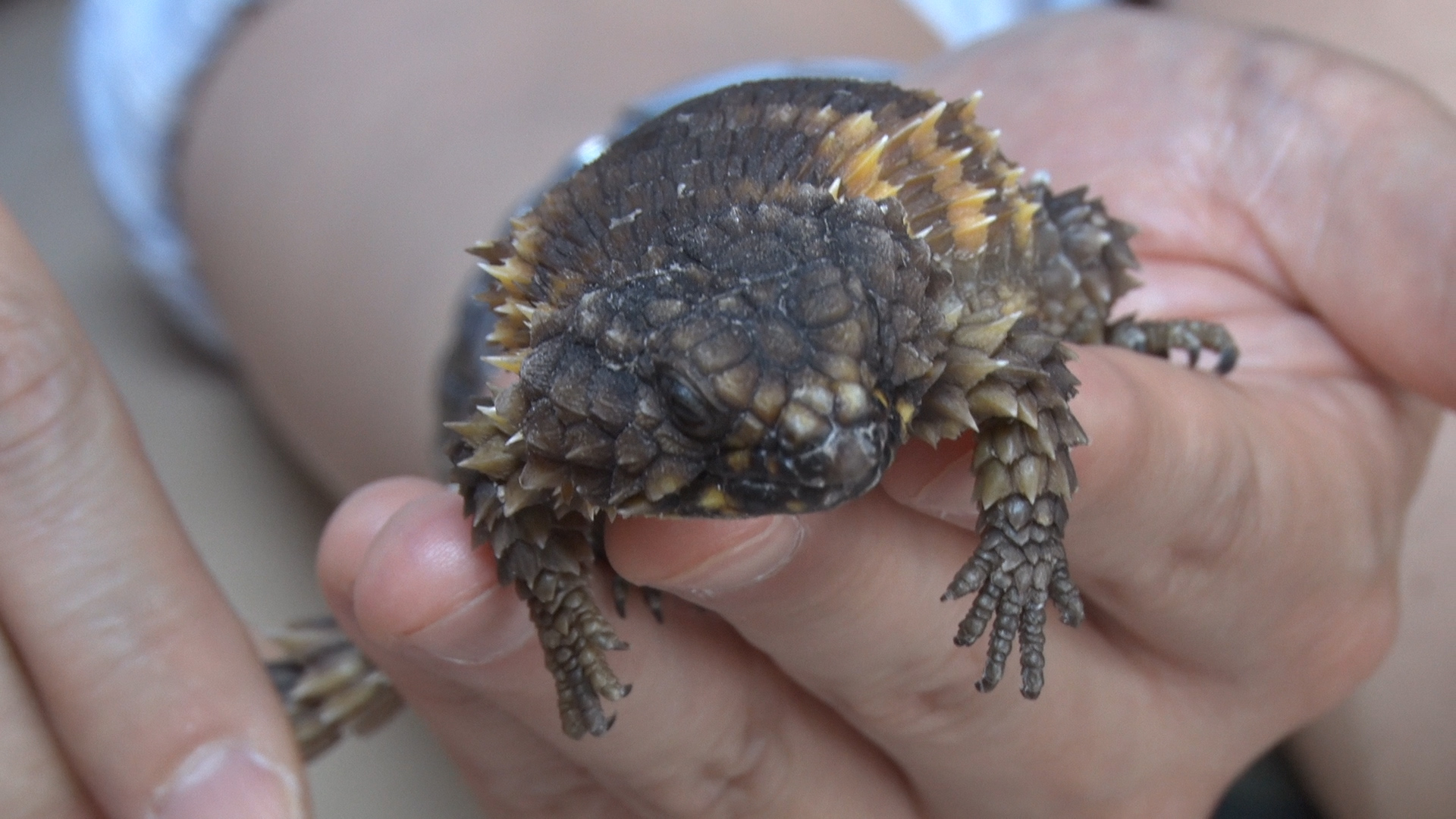 박종순씨가 사육하는 거들테일 아르마딜로 리자드(Armadillo Girdled Lizard) 모습