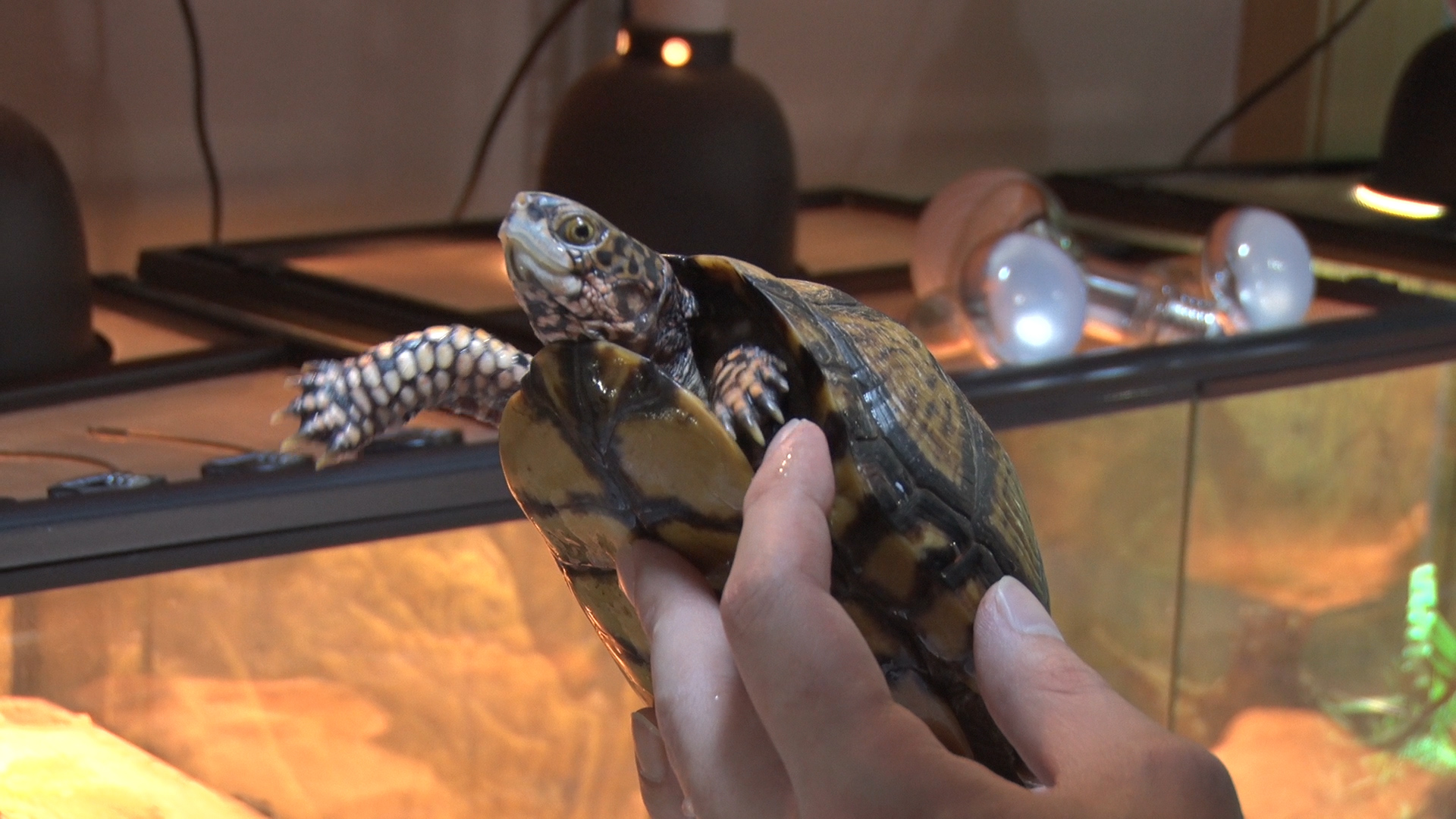 박종순씨가 사육하는 걸프코스트 박스터틀(Gulf Coast Box Turtle)