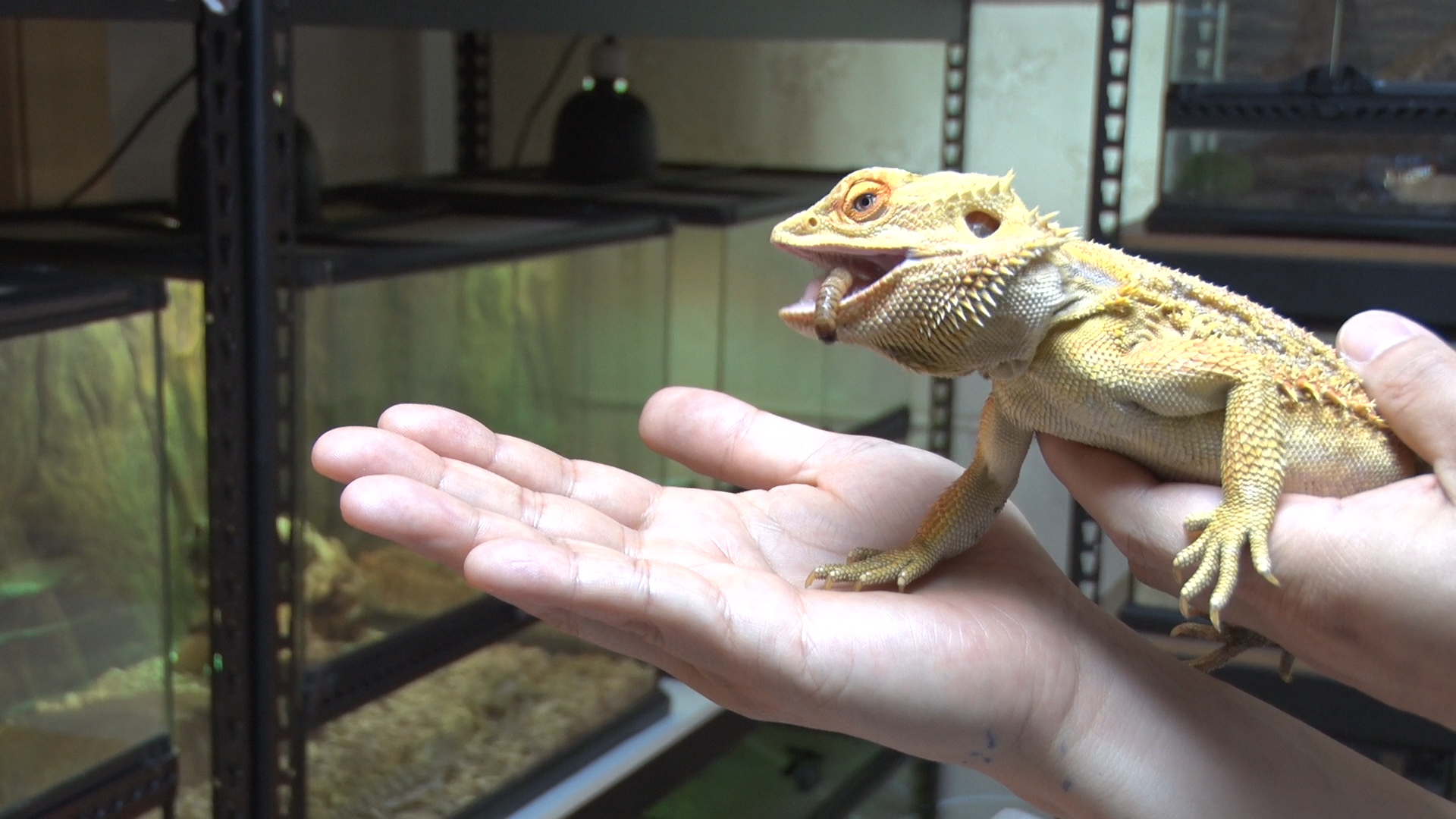 박종순씨가 사육하는 도마뱀 모습