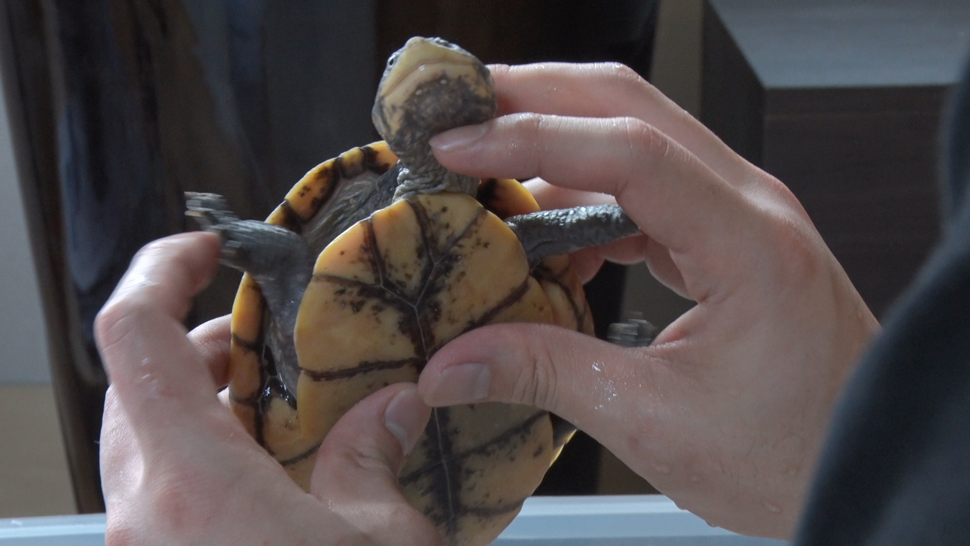 박종순씨가 사육하는 거북이 모습