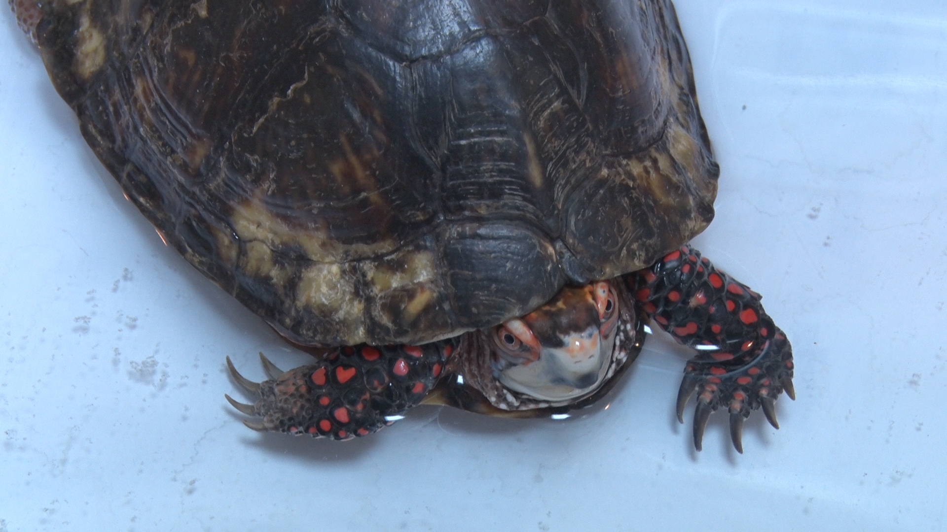 박종순씨가 사육하는 거북이 모습