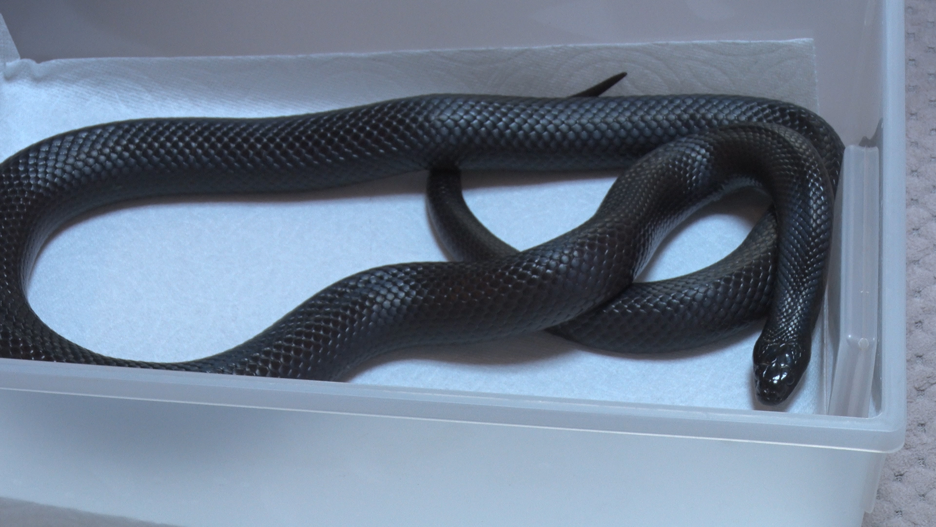 박종순씨가 사육하는 뱀모습