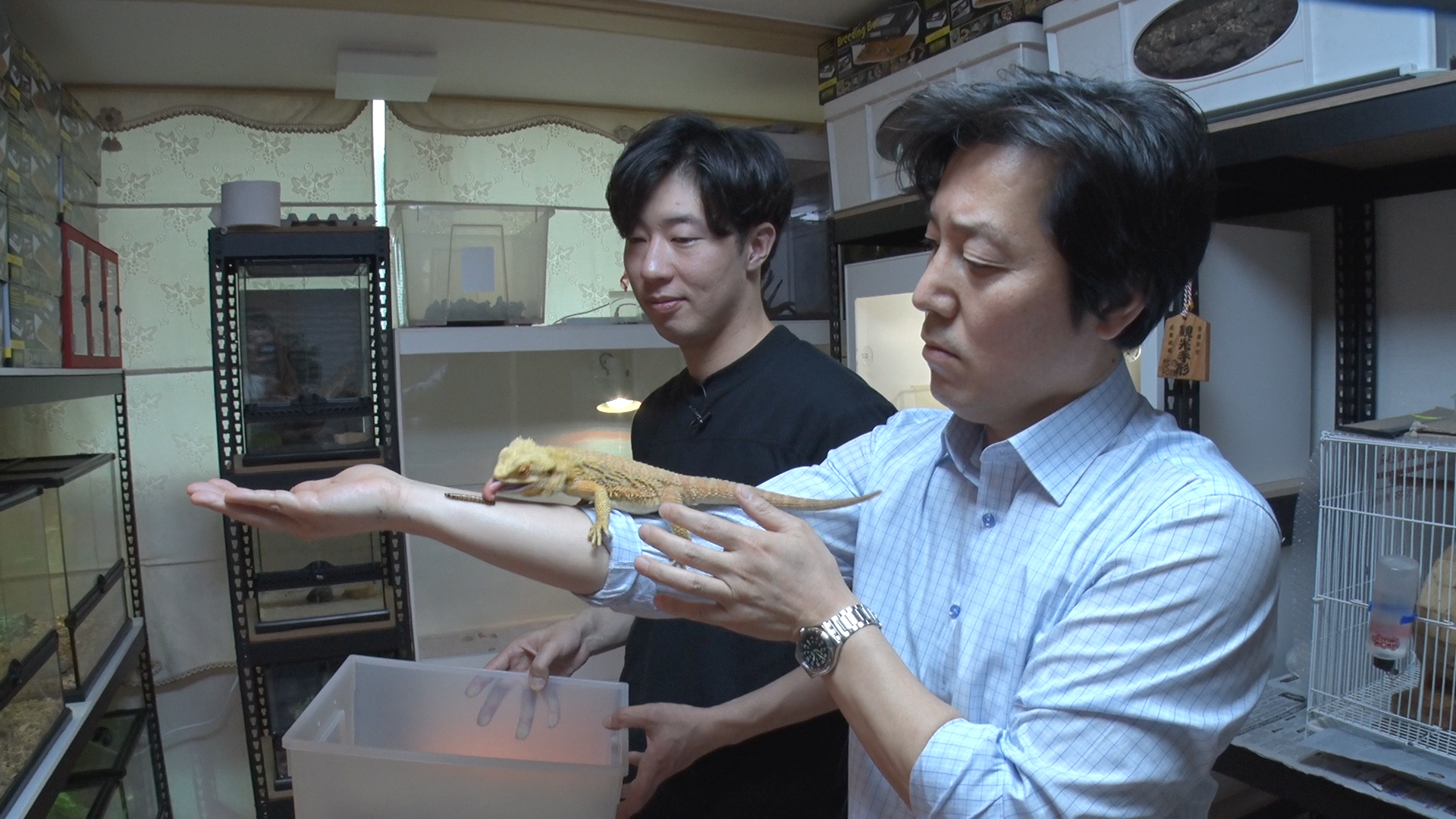 박종순씨가 사육하는 도마뱀이 먹이를 먹는 모습