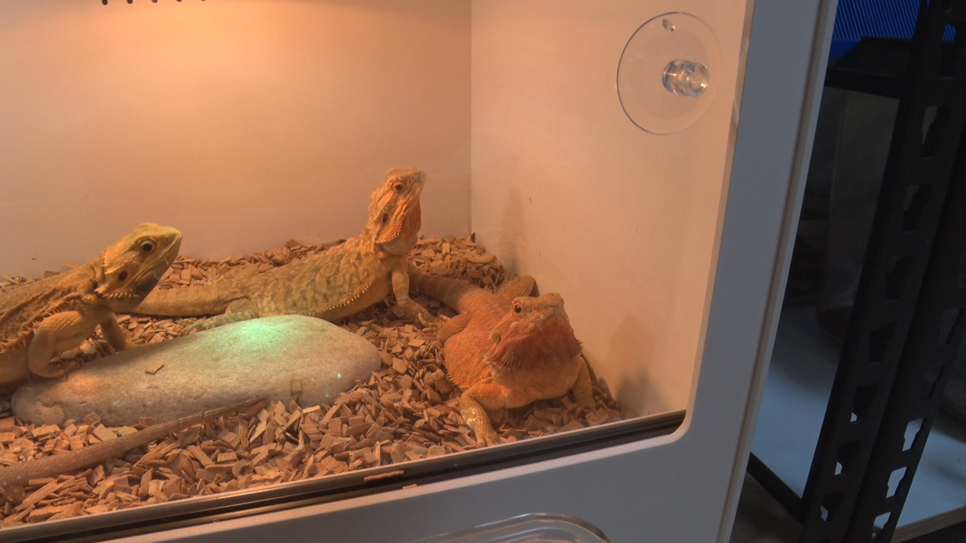 박종순씨가 사육하는 도마뱀 모습