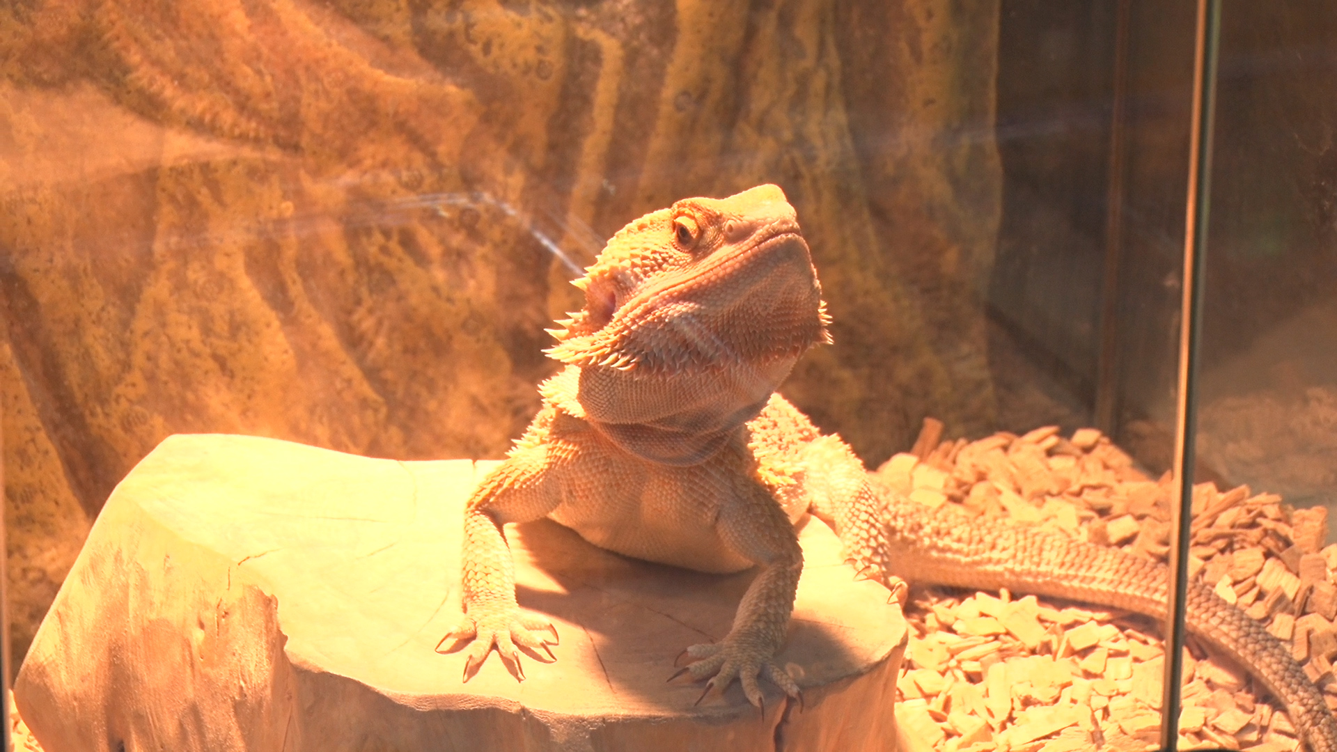 박종순씨가 사육하는 도마뱀 모습