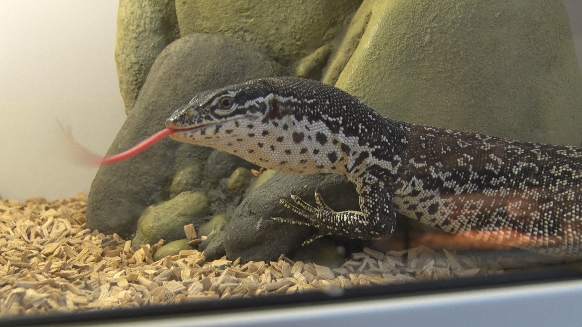 박종순씨가 사육하는 도마뱀 모습