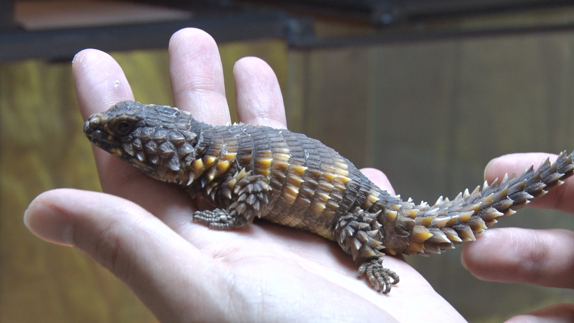박종순씨가 사육하는 거들테일 아르마딜로 리자드(Armadillo Girdled Lizard) 도마뱀 모습