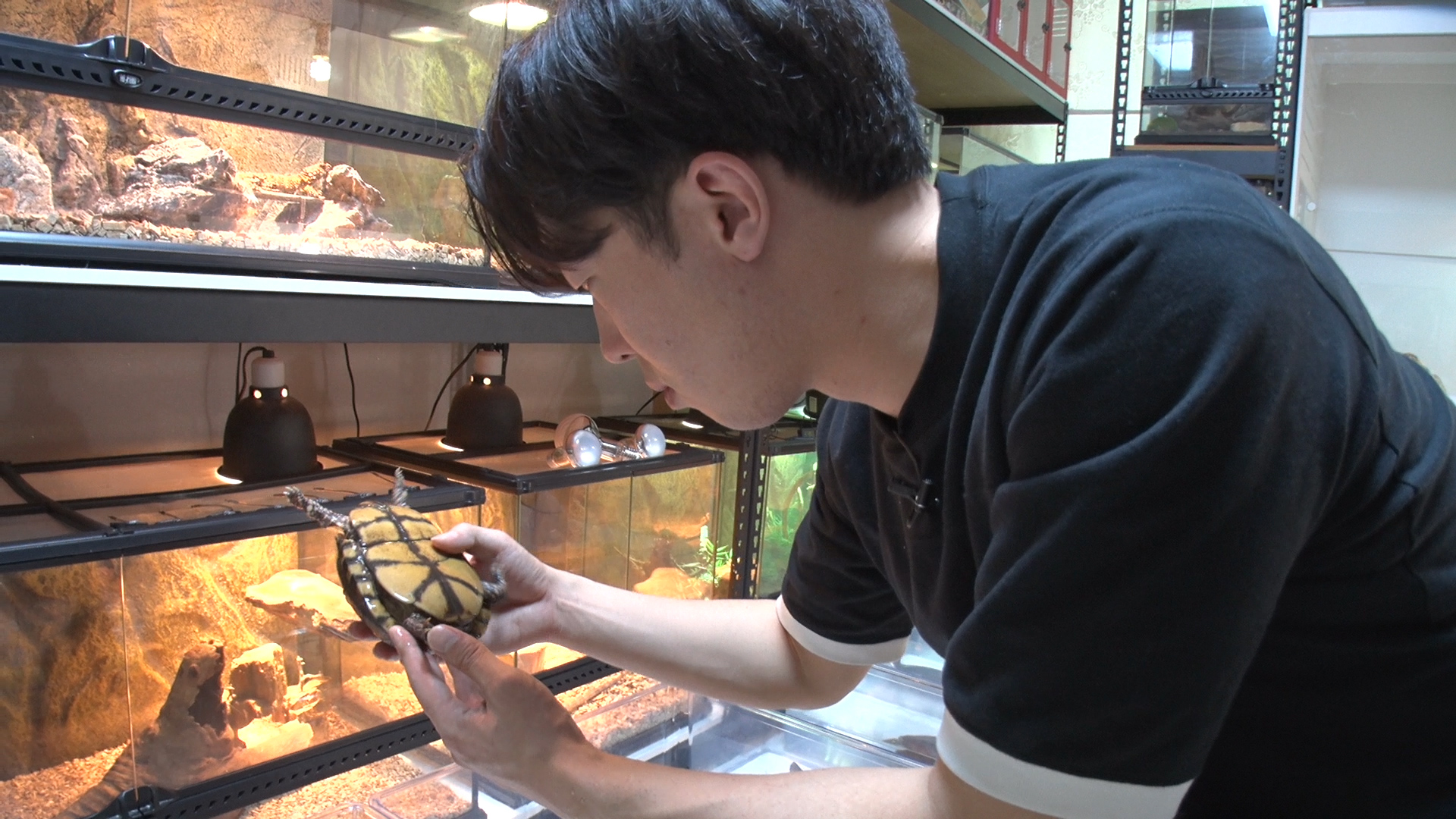 박종순씨가 사육하는 거북이 중 한마리를 관찰하는 모습