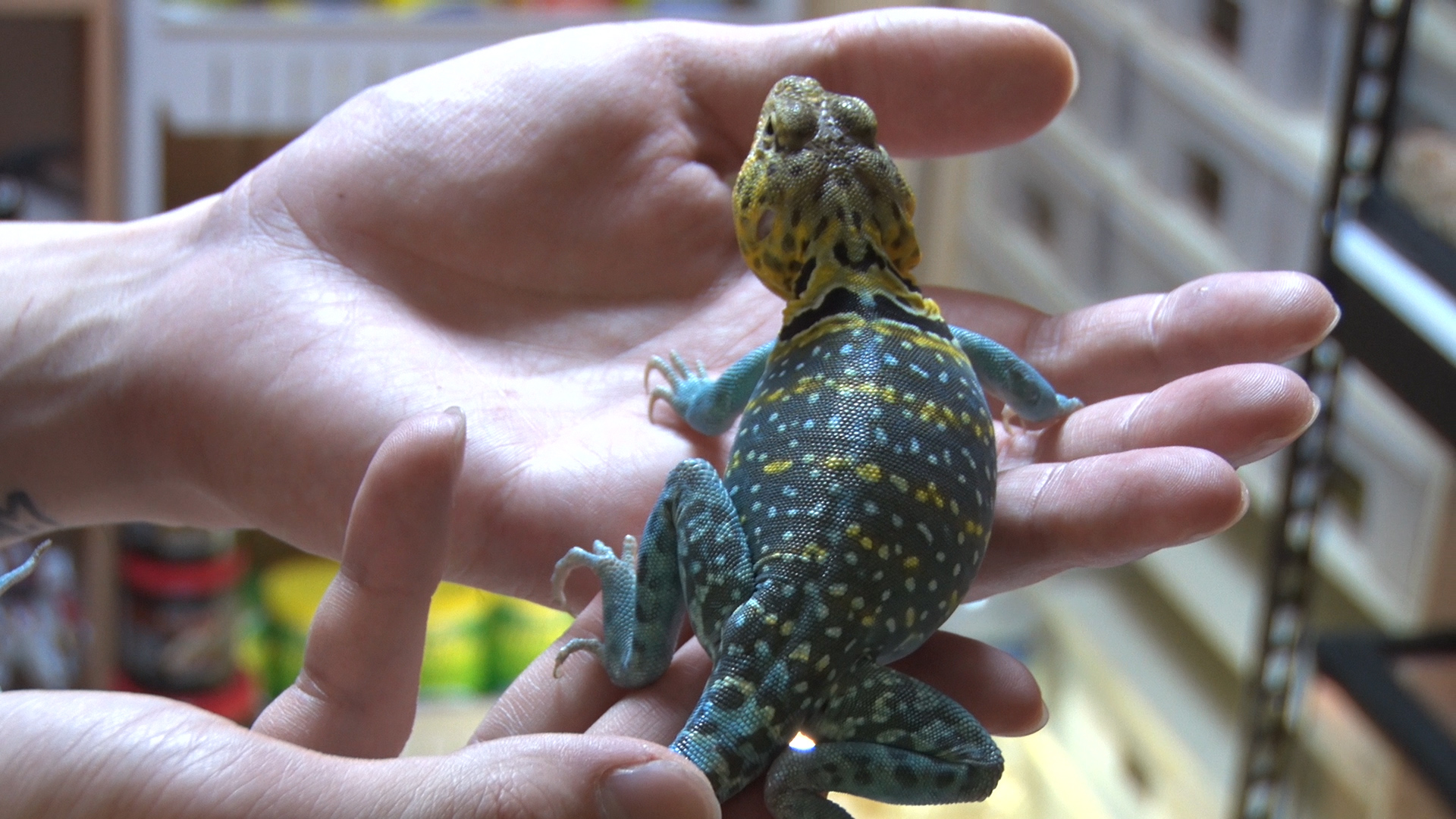 박종순씨가 키우는 이스턴 콜라드 리자드(Eastern Collared Lizard)