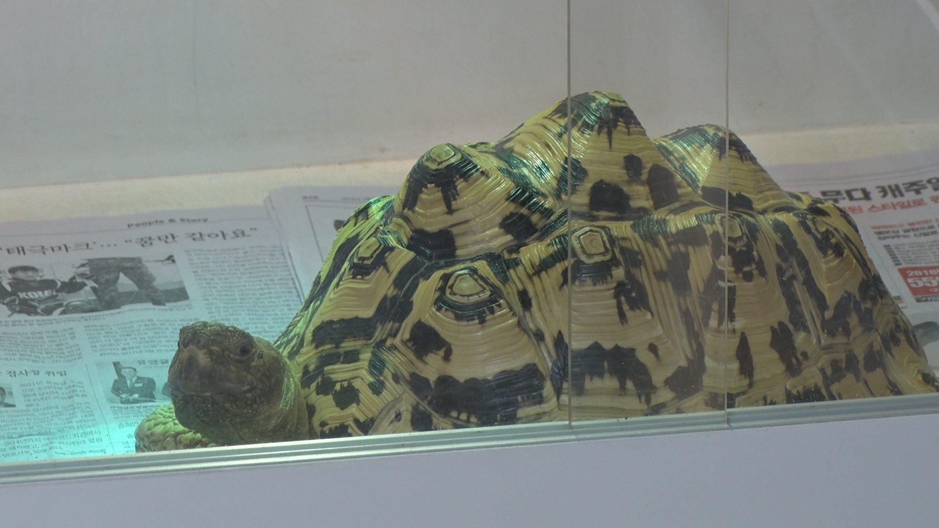 박종순씨가 사육하는 레오파드 육지거북 모습