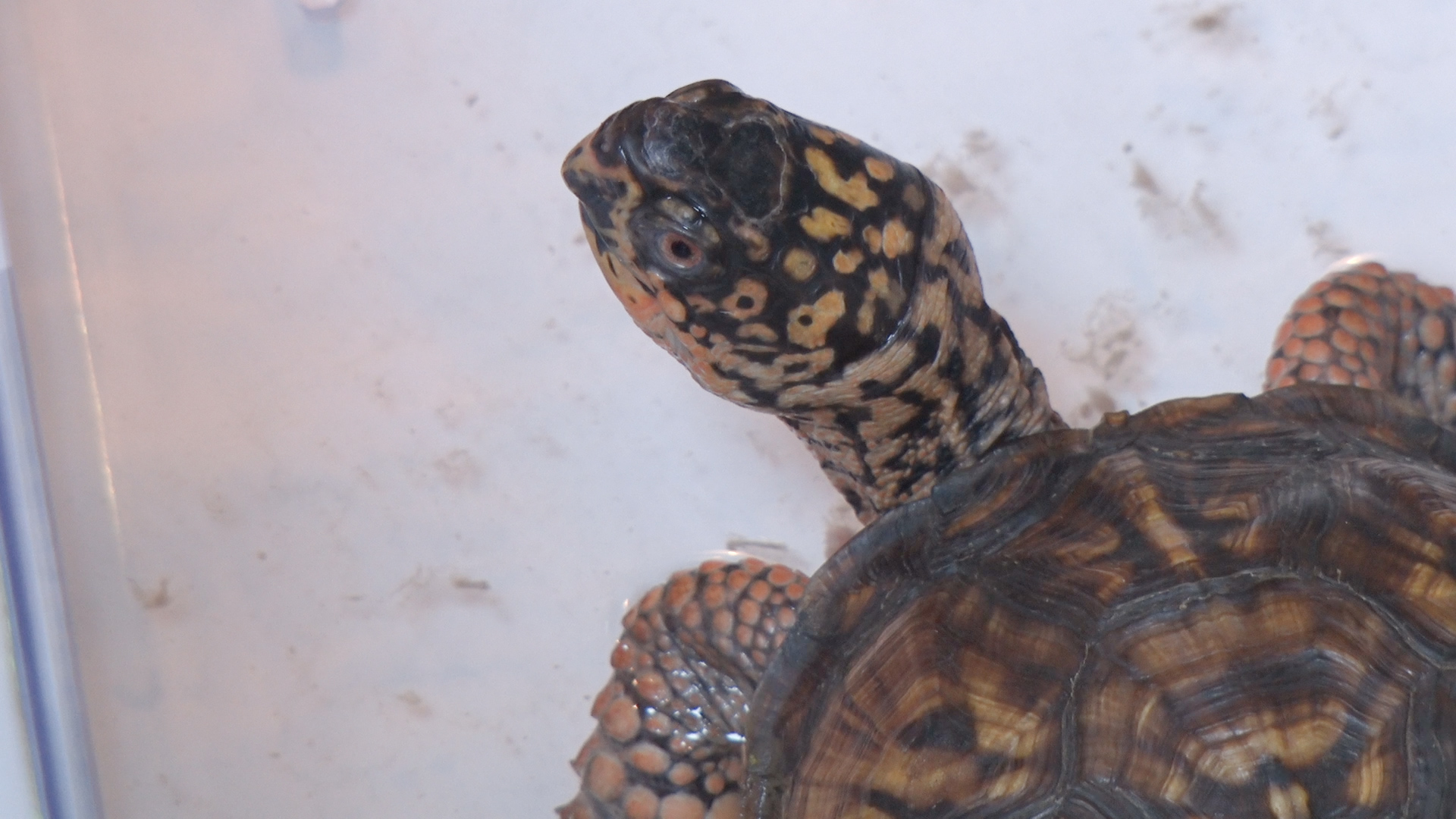 박종순씨가 사육하는 거북이 중 한마리 모습