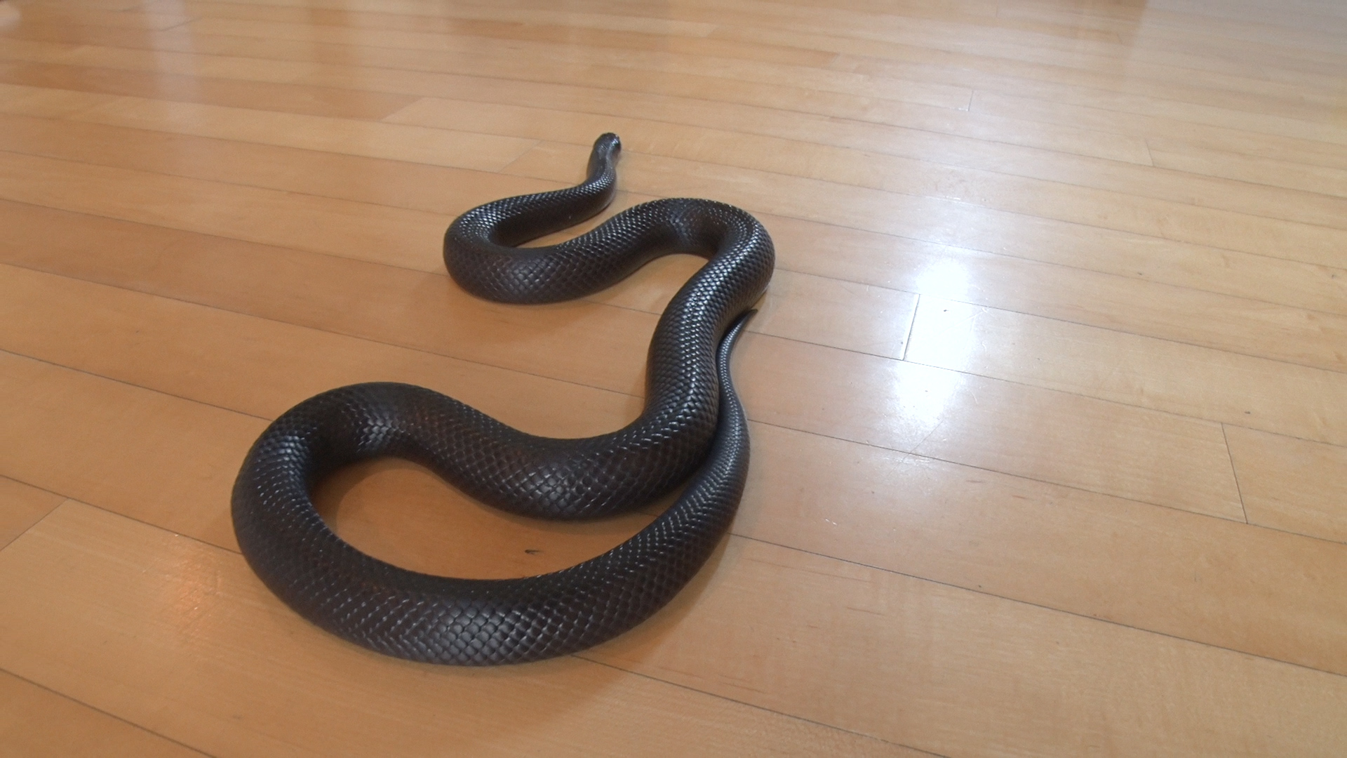 박종순씨가 사육하는 뱀 모습