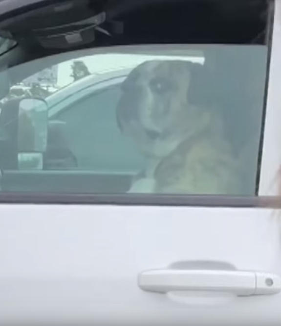차 운전대 뒤에 앉아 마치 사람처럼 곁눈질 하는 불독 모습(유튜브 영상 캡처)