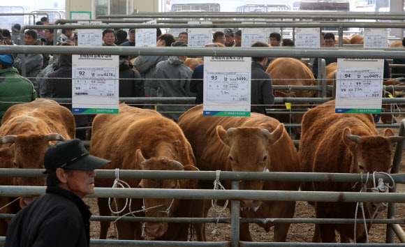 지난달 김포에서 구제역이 발생하면서 폐쇄됐던 충남 공주시 가축시장이 25일 오전 다시 문을 열어 경매가 진행되고 있다.  연합뉴스