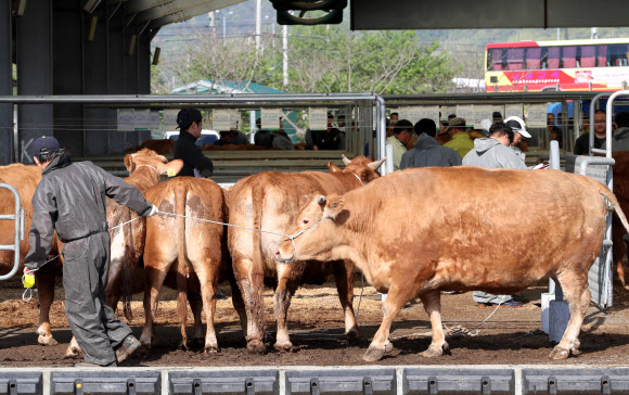 지난달 김포에서 구제역이 발생하면서 폐쇄됐던 충남 공주시 가축시장이 25일 오전 다시 문을 열어 경매 낙찰된 소들이 옮겨지고 있다.  연합뉴스