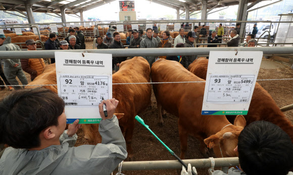 지난달 김포에서 구제역이 발생하면서 폐쇄됐던 충남 공주시 가축시장이 25일 오전 다시 문을 열어 경매가 진행되고 있다.  연합뉴스