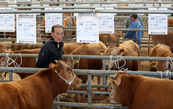 지난달 김포에서 구제역이 발생하면서 폐쇄됐던 충남 공주시 가축시장이 25일 오전 다시 문을 열어 경매가 진행되고 있다.  연합뉴스