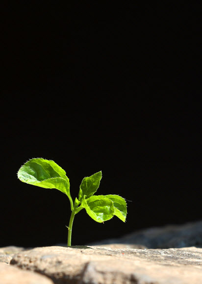 남북정상회담을 이틀 앞둔 25일 강원 철원군 노동당사 폐허 위로 싹이 움트고 있다.  연합뉴스