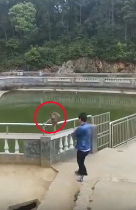 AsiaWire / Daily Mail youtube