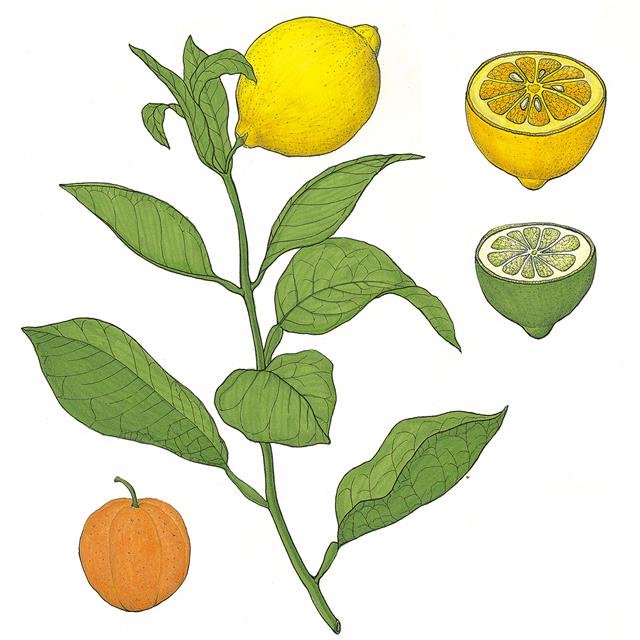오렌지, 레몬, 라임 등 시트러스속 식물들. 장미향만큼 향수나 화장품 제조에 많이 쓰인다.
