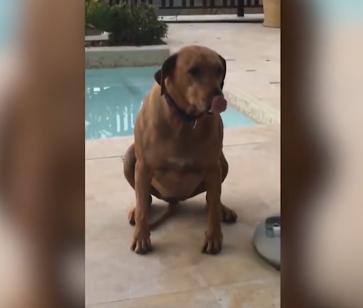 민망한 모습으로 꼬리 흔드는 개