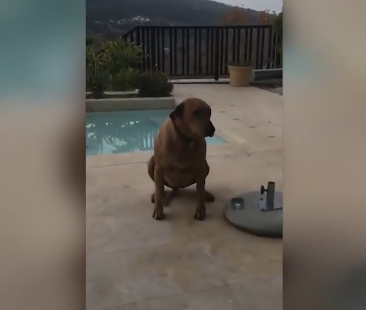 민망한 모습으로 꼬리 흔드는 개