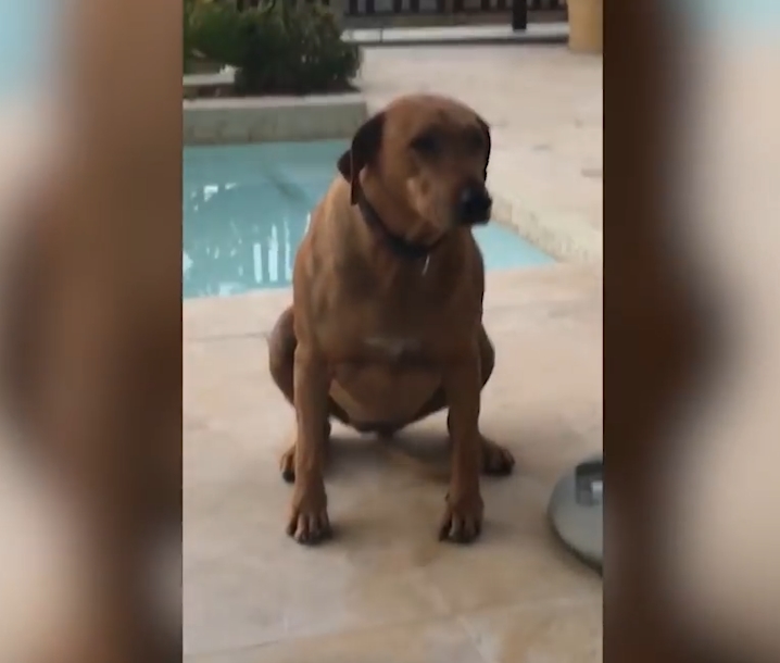 민망한 모습으로 꼬리 흔드는 개