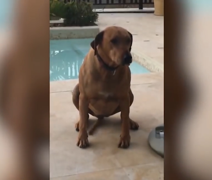 민망한 모습으로 꼬리 흔드는 개