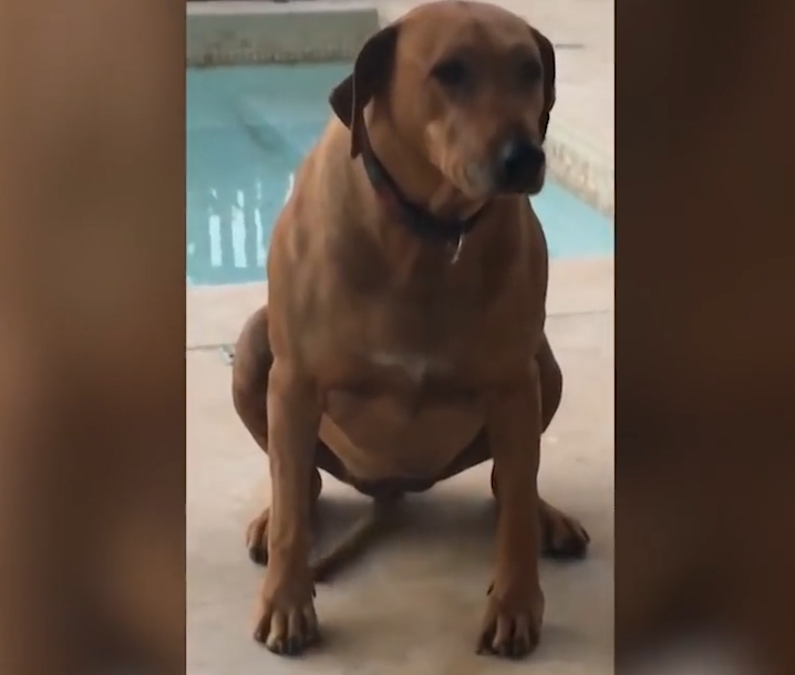 민망한 모습으로 꼬리 흔드는 개